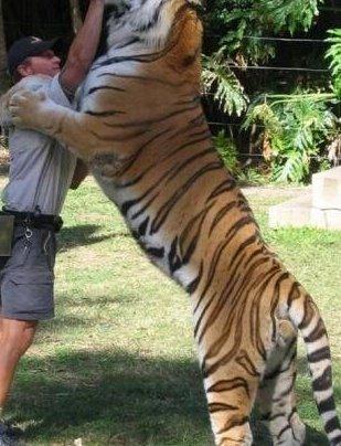 更大老虎是谁的相关图片